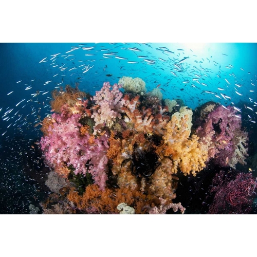 Indonesia, Papua Reef scenic with coral and fish